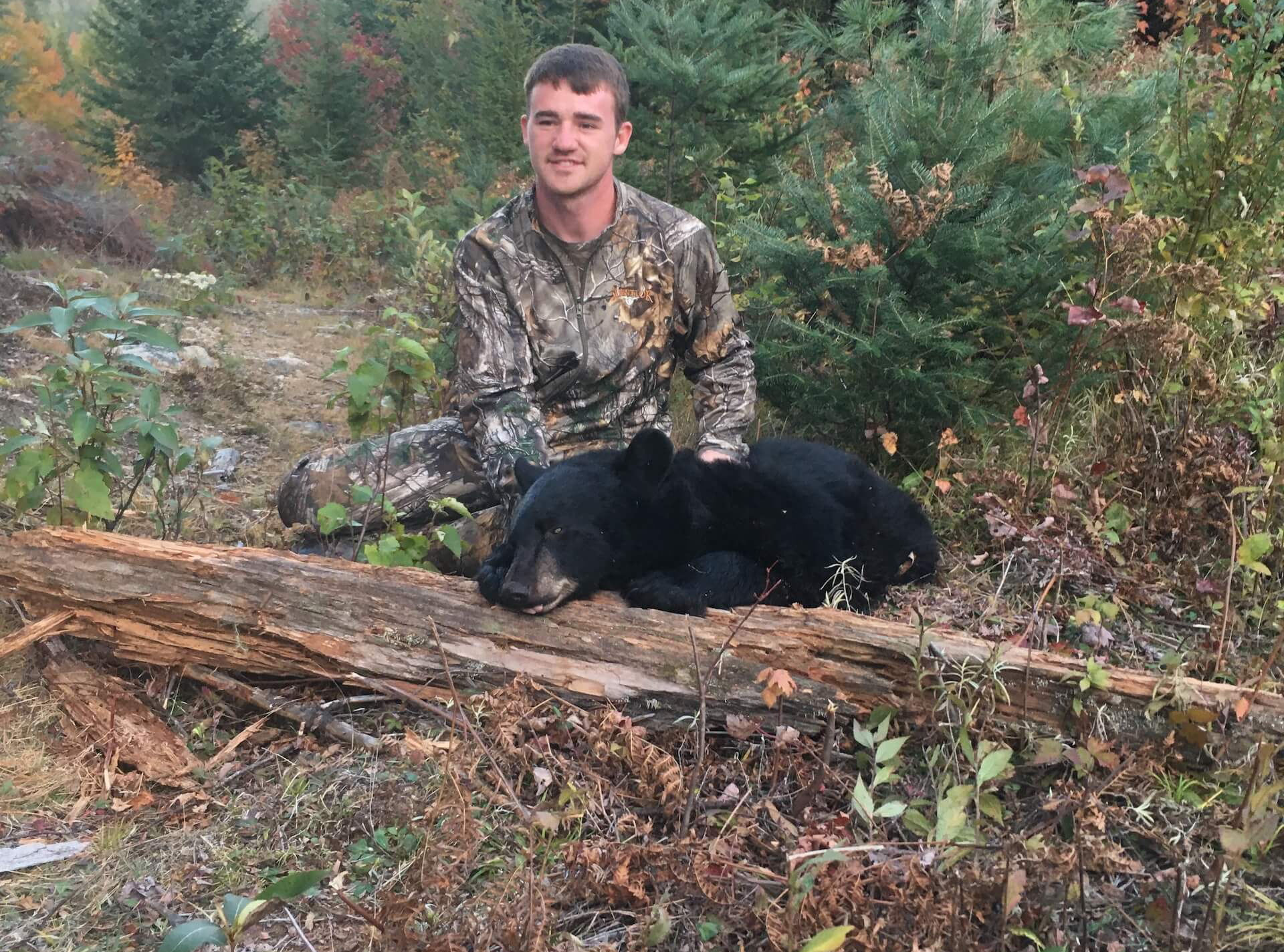 small maine black bear