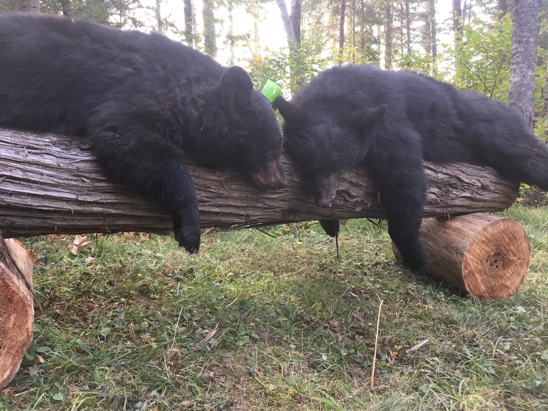 two harvested black bears