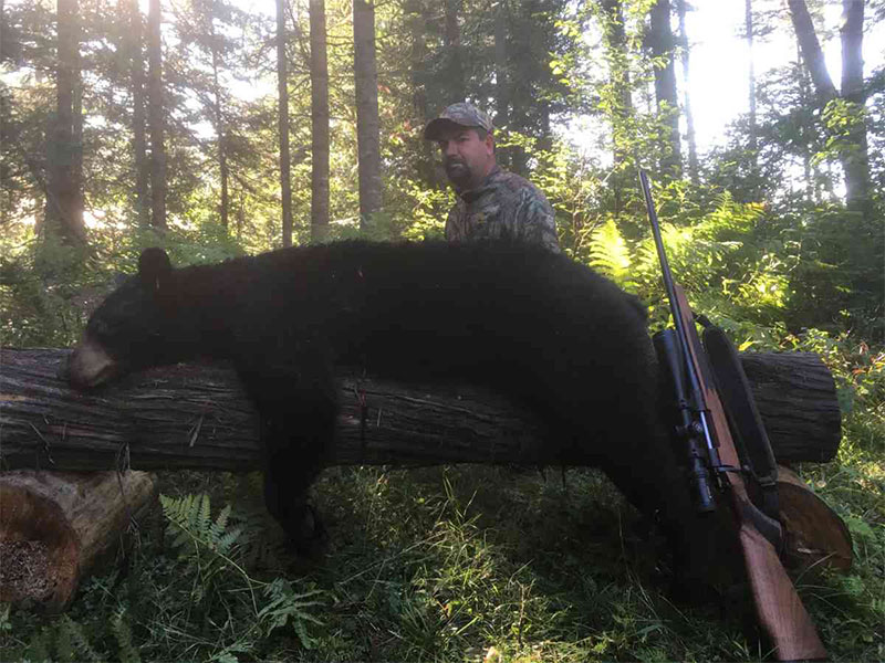 guided black bear hunting
