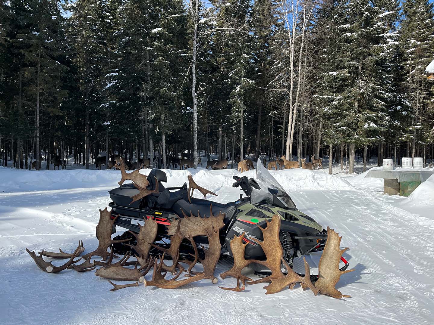 affordable moose hunts