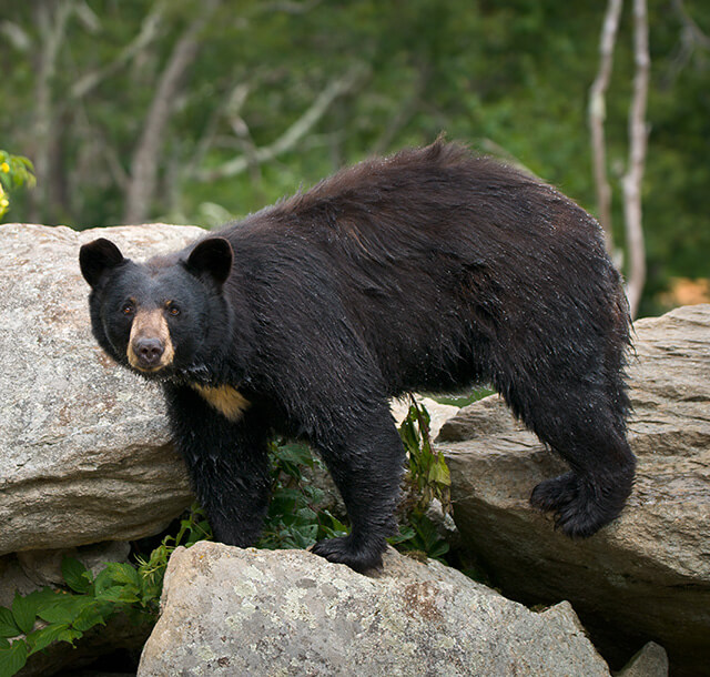 Adult black bear