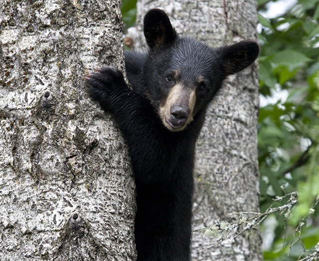 black bear cub hunting in maine Black bear cub