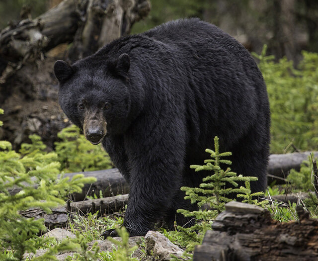 large black bear roaming