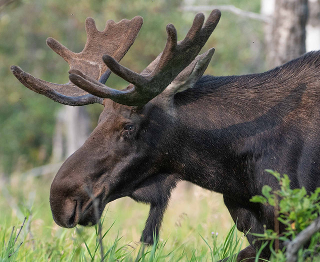 Maine bull moose