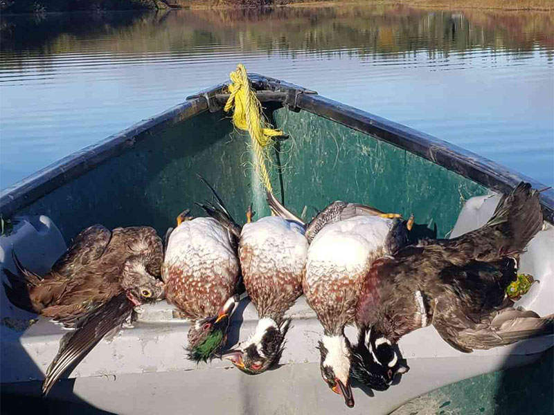 Grouse That Were Hunted