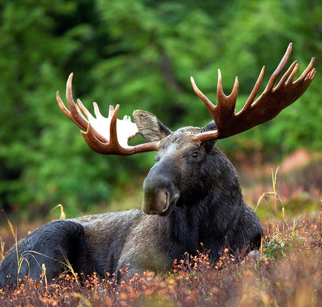 full-grown moose