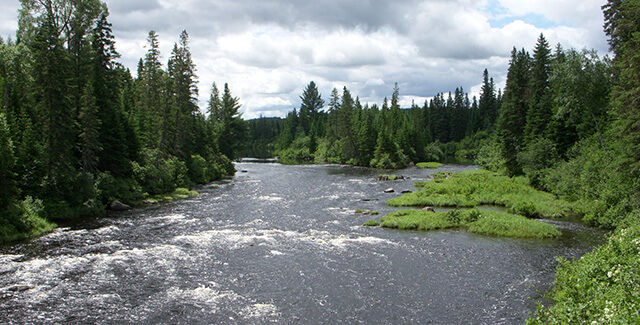 maine forest