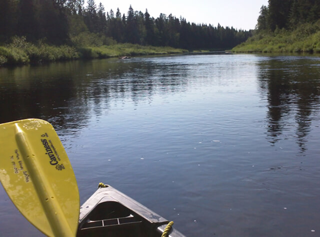 moose standing on back of northern maine river