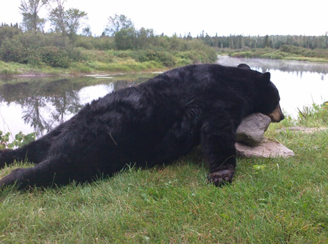 man in hunting gear posing with killed black bear in northern maine