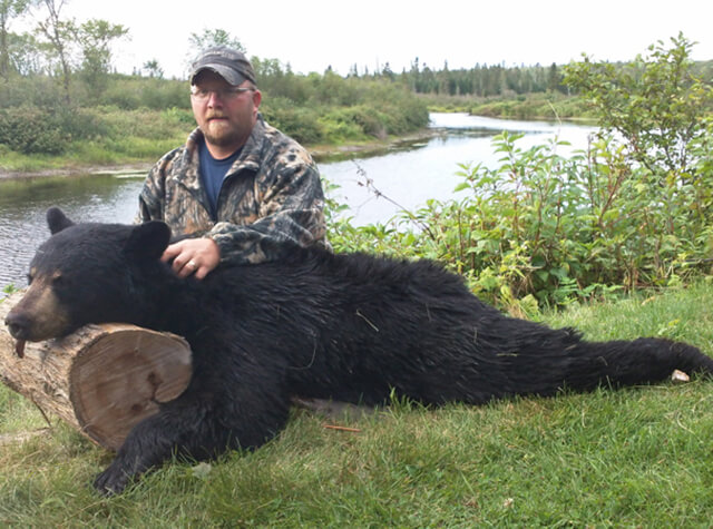 four killed black bears all resting on stumps