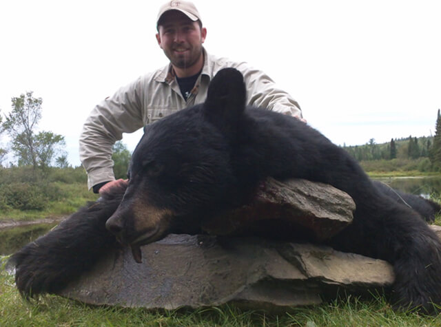side view of three killed black bears propped up on stumps