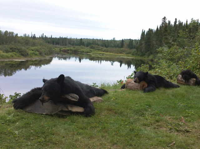 man posing with killed black bear on stump