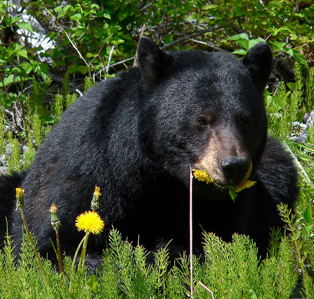 large black bear