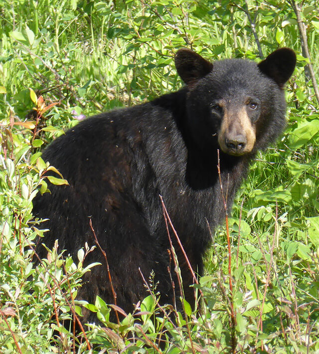 young black bear